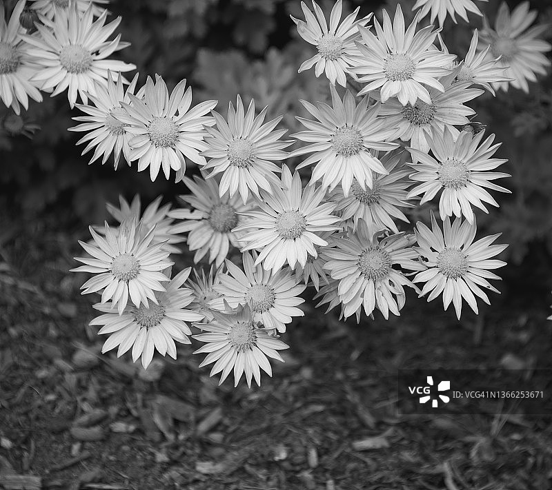 黑色和白色的花园里的菊花图片素材