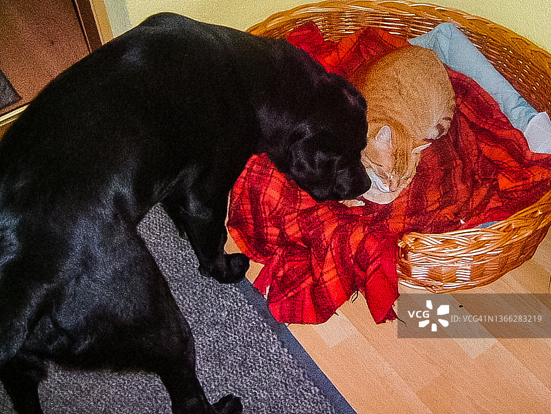 黑色拉布拉多寻回犬舔一只红猫图片素材