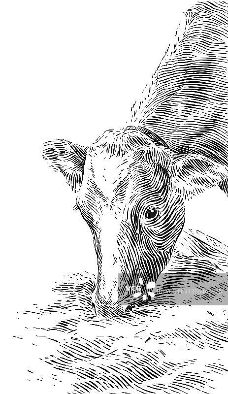 喂牛用干草手绘素描版画插画风格图片素材
