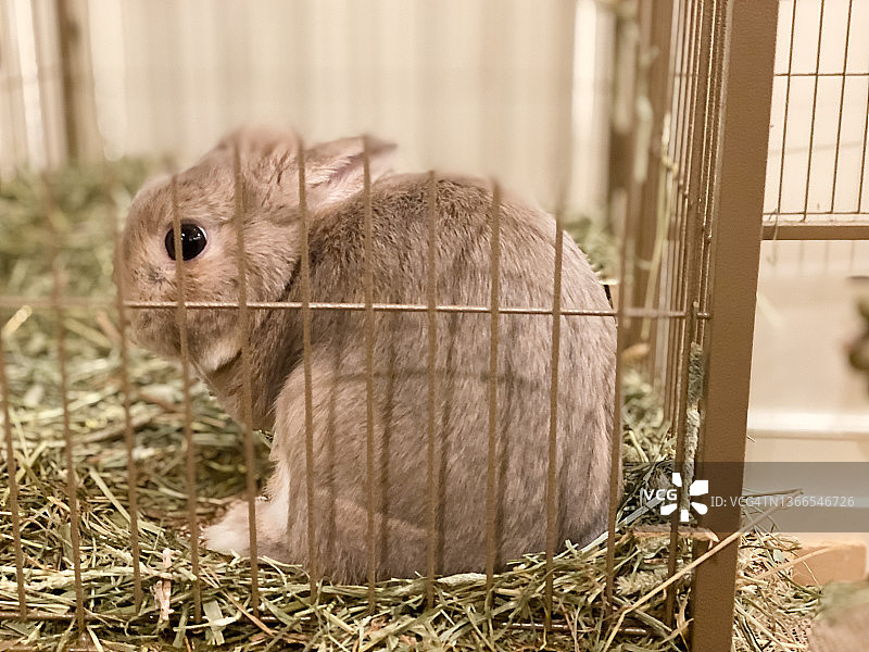 一只荷兰侏儒兔在笼子里警惕着图片素材