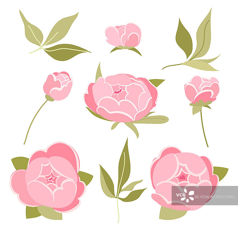 牡丹向量花卉元素集。植物插图。白色背景上的牡丹。矢量平面样式插图图片素材
