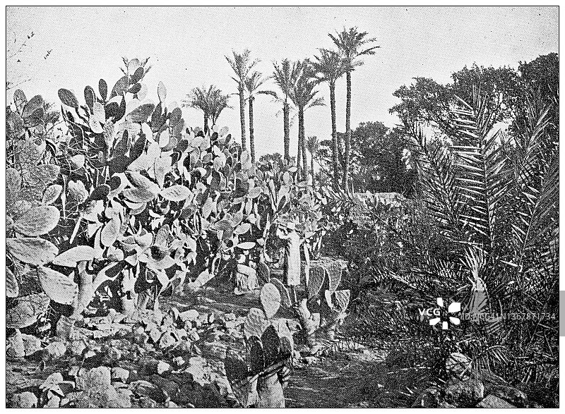 古埃及旅行照片:三角洲的植被图片素材