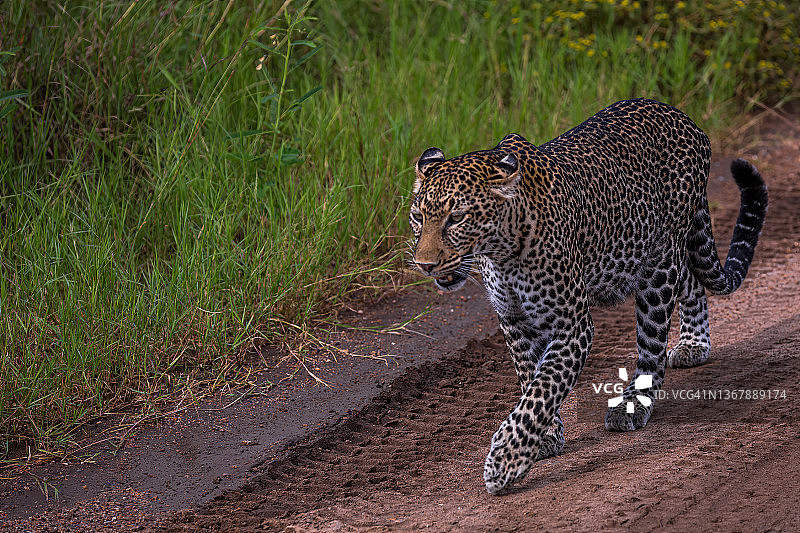 非洲豹在野外行走，观察和狩猎图片素材