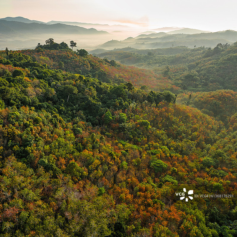 无人机拍摄的橡胶树秋叶变色的日出景象图片素材
