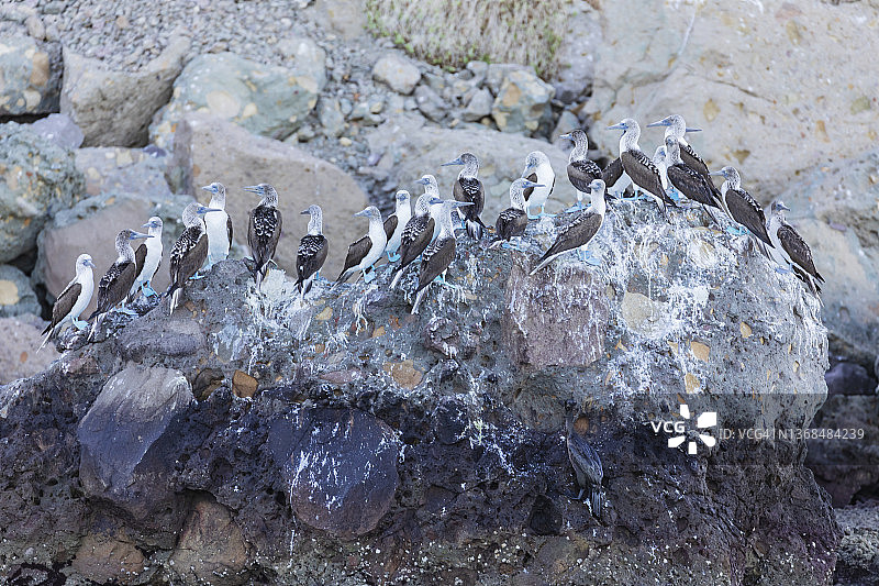 蓝脚鲣鸟聚集在落基岛上图片素材