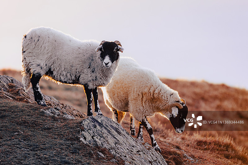 英格兰坎布里亚郡，凯瑟克湖区，安德斯基道的绵羊图片素材