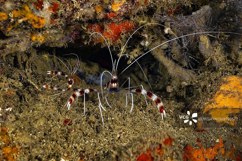 带状珊瑚虾。图片素材