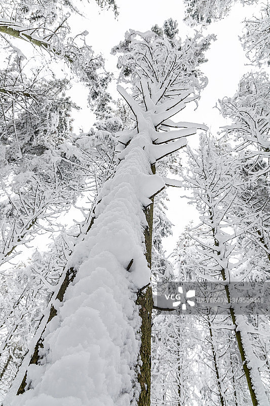裹着雪的冷杉树图片素材