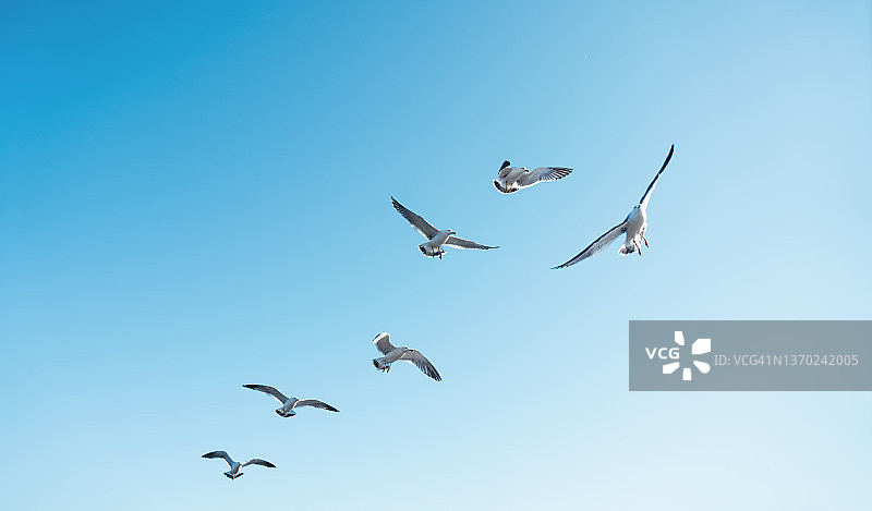 海鸥在天空中飞翔图片素材