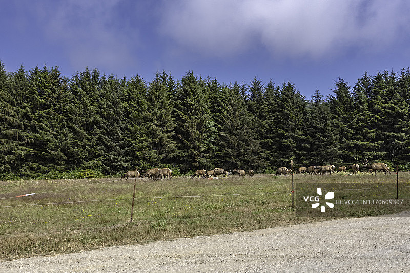 在红木州和国家公园附近新月市附近的平坦土地上的野鹿图片素材