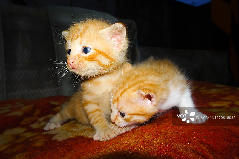 橙色的小猫。可爱的姜小猫。两只小猫拥抱图片素材
