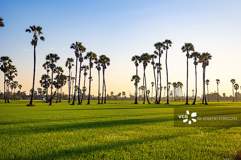 稻田与棕榈树的背景在早晨图片素材