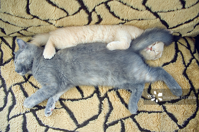 两只有趣的小猫在沙发上打盹图片素材