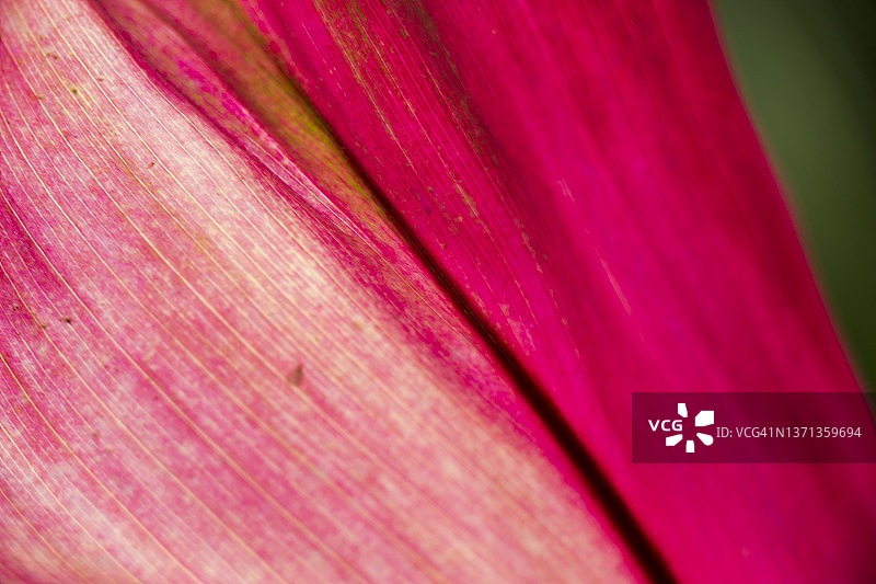 近距离观看彩色的紫色观赏叶的背景图片素材