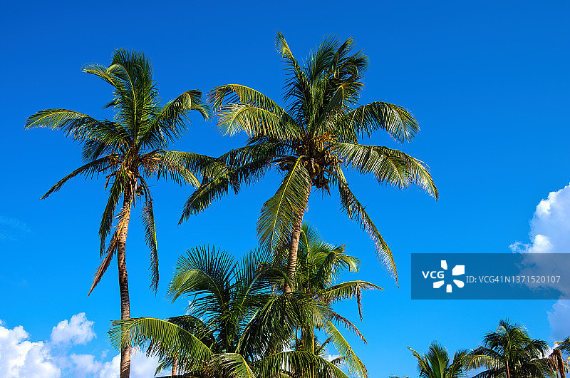 棕榈树映衬着阳光明媚的蓝天图片素材