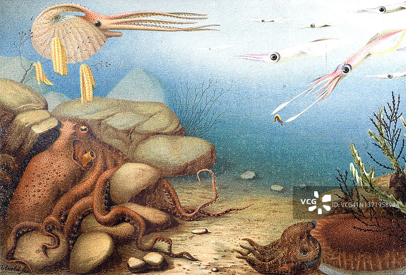 复古插画收藏水族馆与:珊瑚礁-各种海洋设计元素，包括不同的珊瑚，贝壳和动物。漂亮的海报或壁纸图片素材