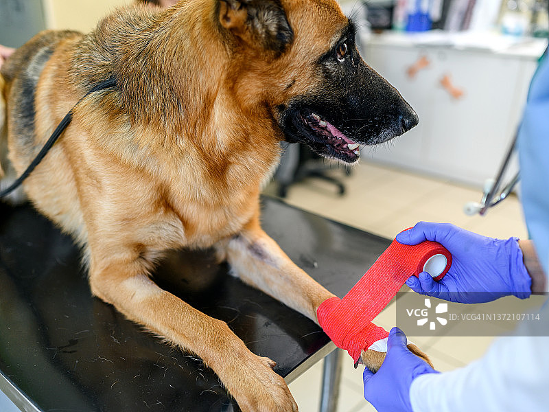 兽医为一只躺在兽医诊所的狗包扎爪子图片素材