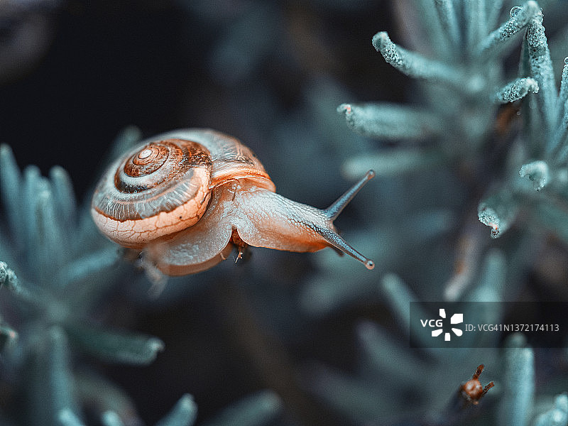 小蜗牛在植物的小树枝上，蓝色模糊的背景图片素材