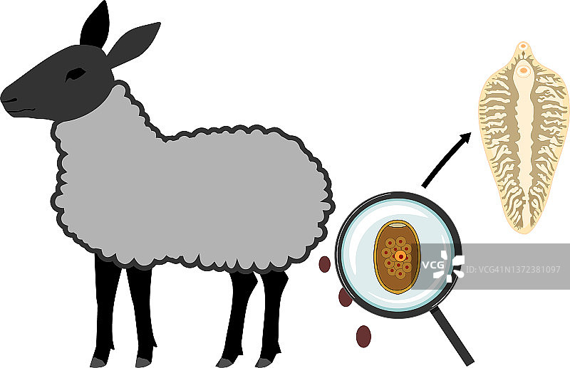 羊——羊肝吸虫(肝片吸虫)的主要宿主。粪便是虫卵的来源图片素材