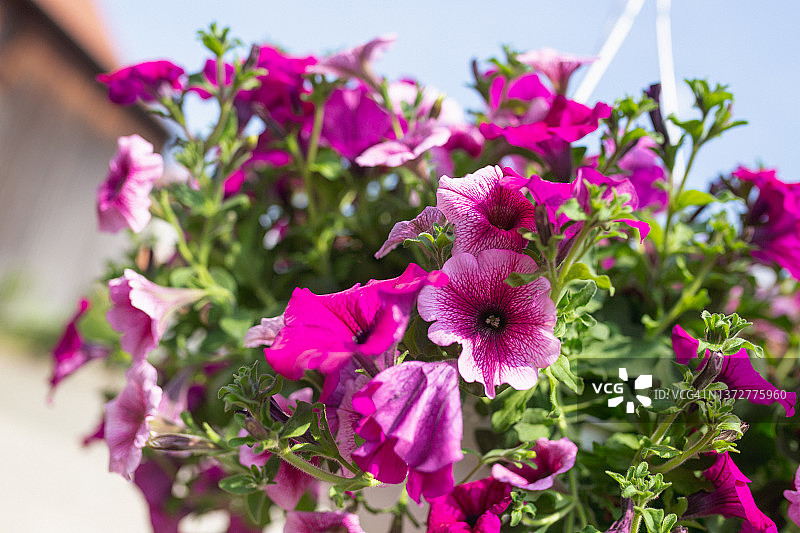 花园里姹紫嫣红的春花图片素材