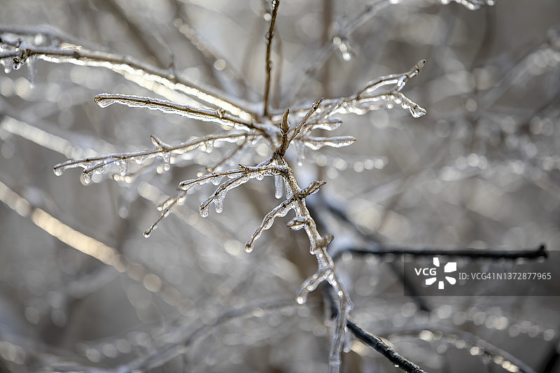 树上的冻雨图片素材