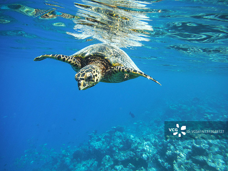 玳瑁龟在水面上呼吸后潜水，马尔代夫。图片素材