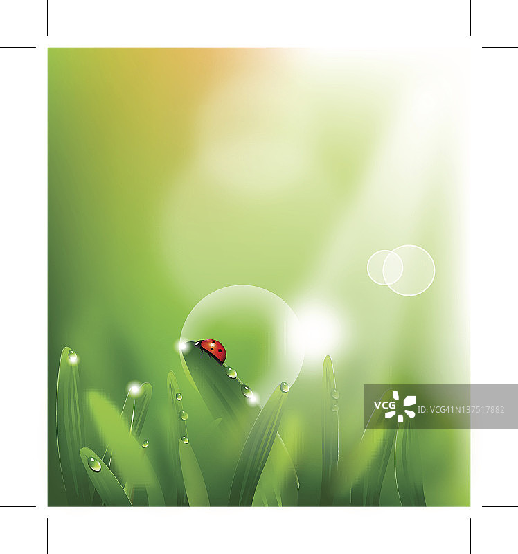 绿草上的瓢虫图片素材