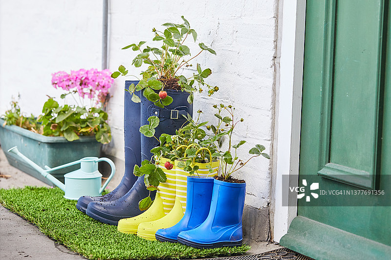 穿不同尺寸的长筒雨靴或威灵顿长筒靴，里面放草莓植物。图片素材