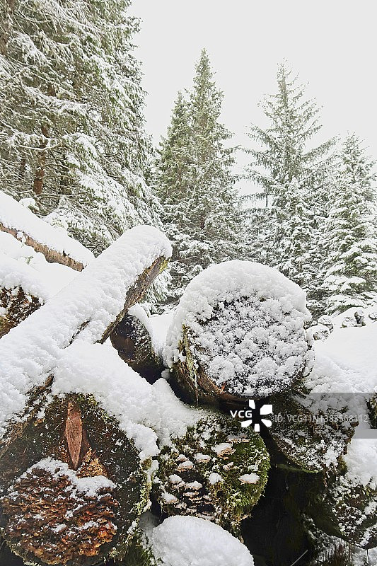 雪和苔藓覆盖着原木图片素材