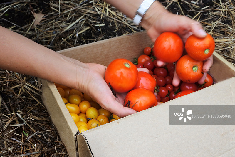 一名澳大利亚成年妇女的双手在收割自家种的西红柿图片素材