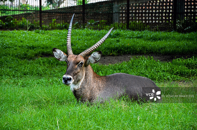 一个美丽的羚羊动物休息在绿色的草地上的田野特写。来自牛科的Defassa waterbuck用迷人的眼神看着镜头。图片素材