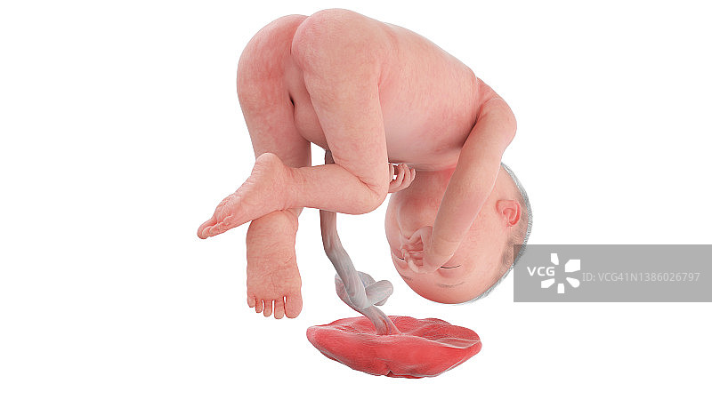 27周的人类胎儿，插图图片素材