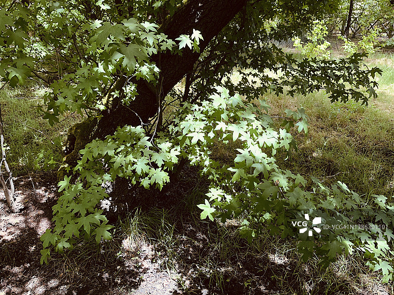 树木和叶子在植物园的观点图片素材