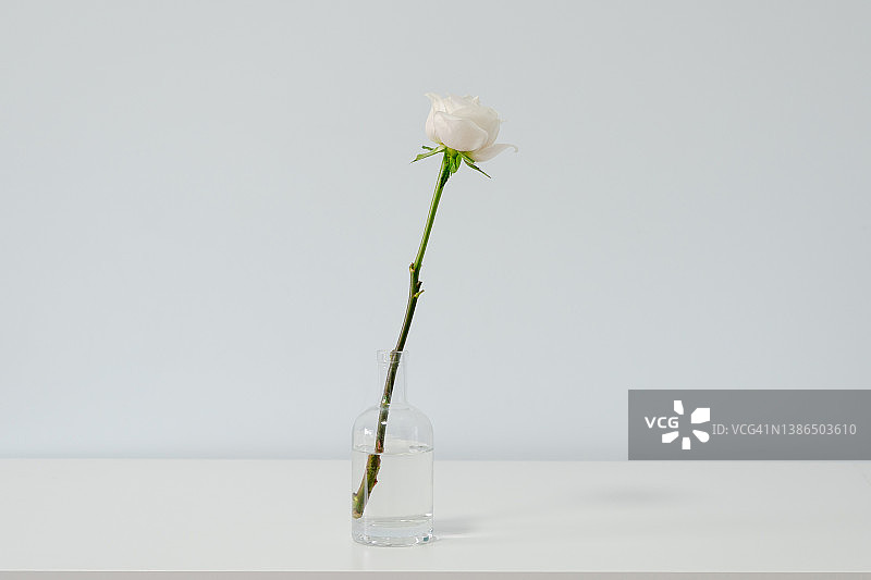 单朵白玫瑰放在桌上图片素材