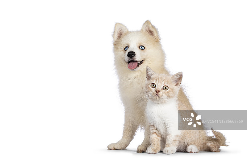 波姆斯基狗和猫在白色的背景图片素材