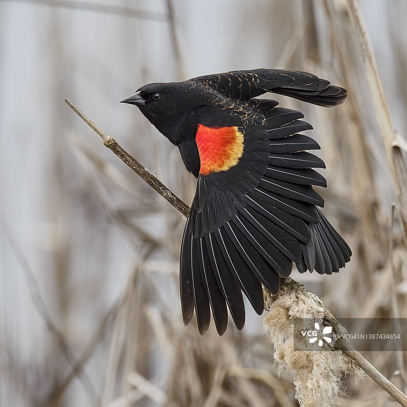 阿格莱乌斯腓尼基红翼黑鸟的翅膀展开在香蒲图片素材