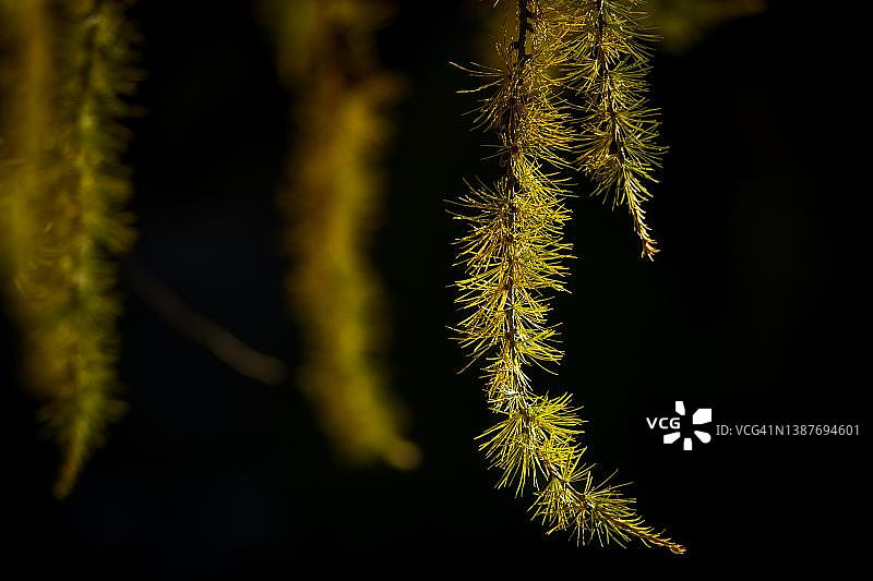 秋天黄色落叶松(落叶松)枝背光，Val Senales, Natruns，南蒂罗尔，意大利图片素材