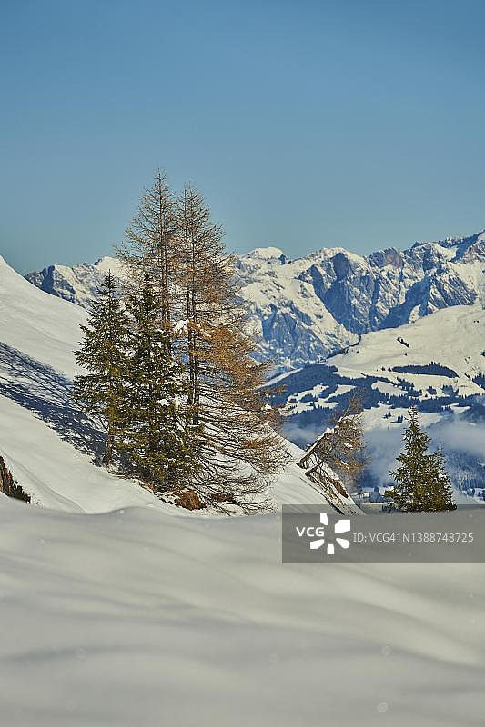 欧洲落叶松(Larix decidua)彩色的雪景在秋天，平斯高，萨尔茨堡，奥地利图片素材