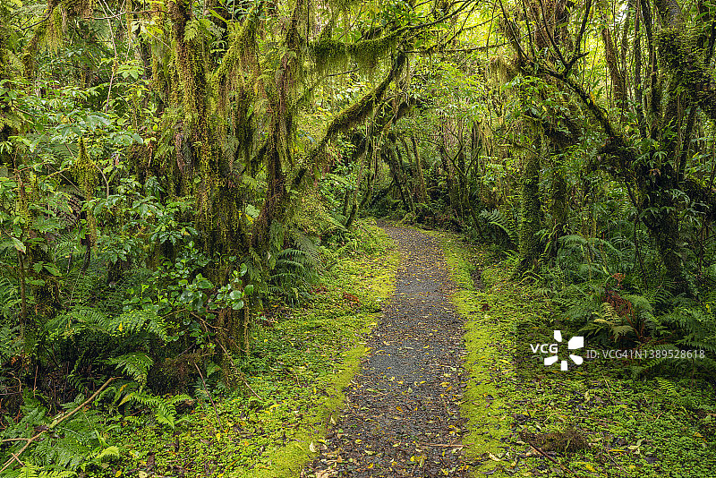 在库克山国家公园的狐狸冰川村附近，穿过郁郁葱葱的绿色温带雨林。联合国教科文组织世界遗产。新西兰图片素材