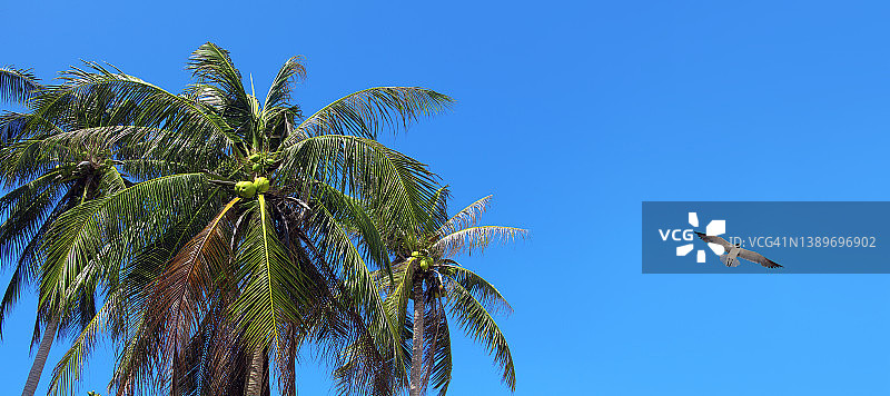 椰子树和飞翔的海鸥在晴朗的蓝天图片素材