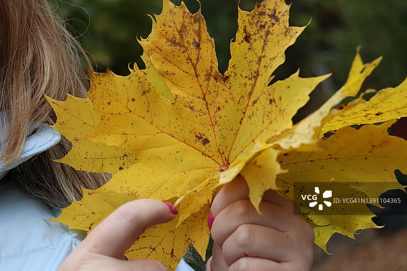 枯黄的秋叶在一个年轻女子的手中图片素材