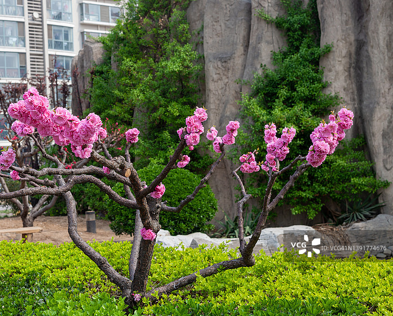 春天的樱花。樱桃树。背景的公寓图片素材