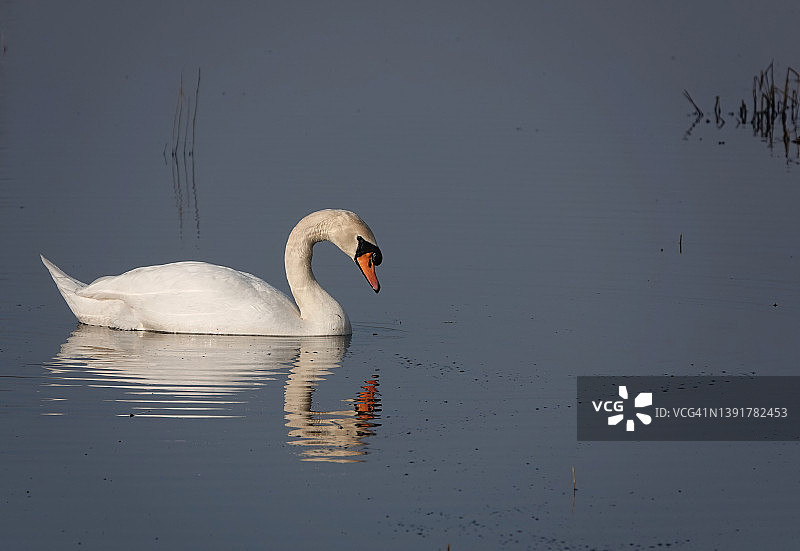 一个美丽的反射照片，一只沉默的天鹅在湖中游泳，低头看着水。图片素材
