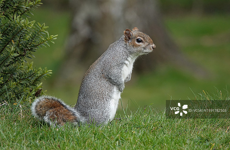 一只灰色松鼠的侧面站在草地上的可爱照片。图片素材