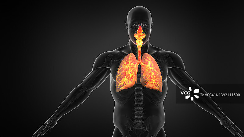 人体肺呼吸系统x线片。图片素材