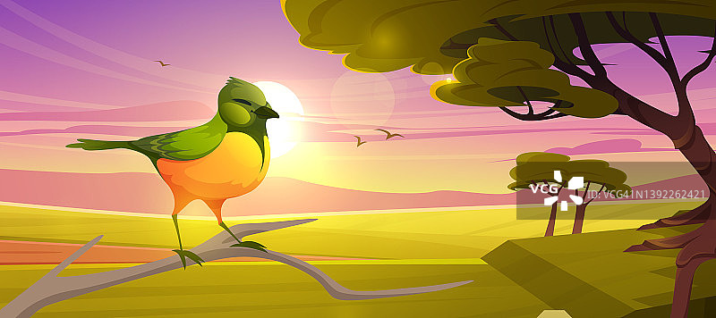 可爱的小鸟在日落时栖息在大草原的树枝上图片素材