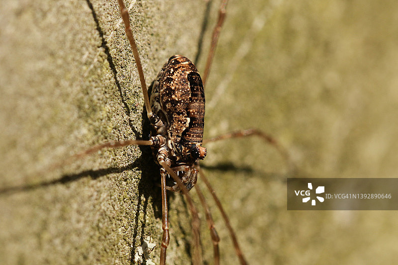 一只“收获者”蛛形动物站在林地边缘的栅栏柱上。图片素材