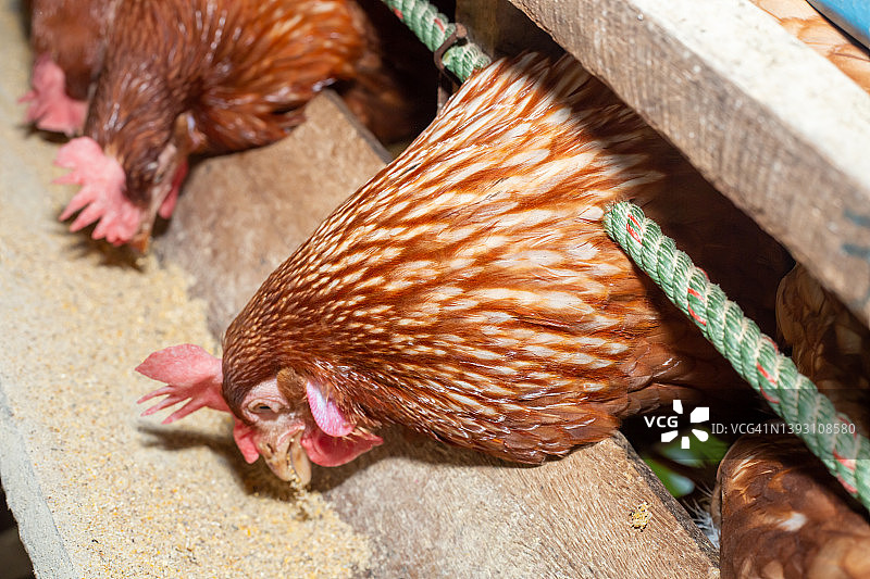 鸡笼养鸡场的鸡蛋，漂亮的母鸡五颜六色图片素材