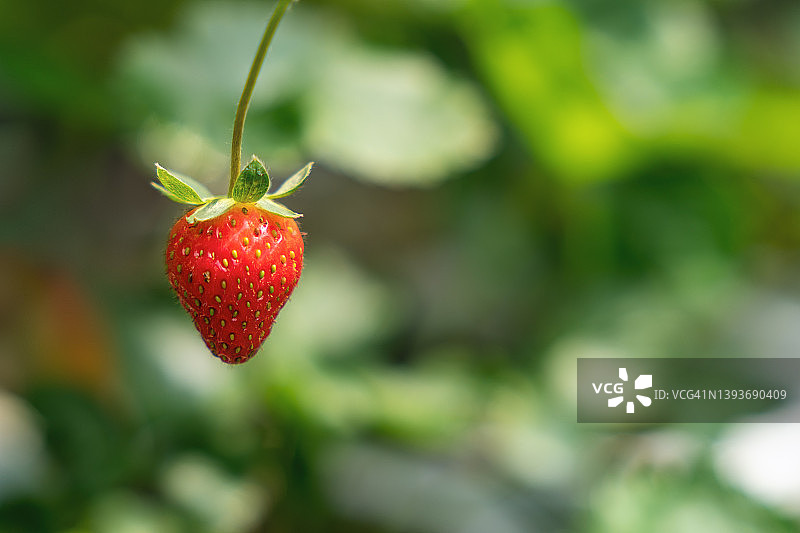 花园里的草莓的特写镜头图片素材