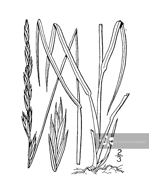 古植物学植物插图:冰草、紫麦草图片素材
